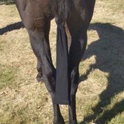 Centaur Stretch Tail Bag