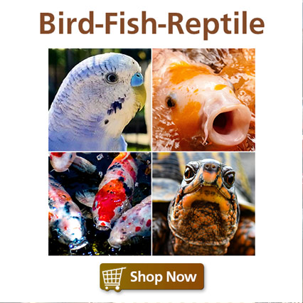 Bird Fish Reptile Food & Supplies
