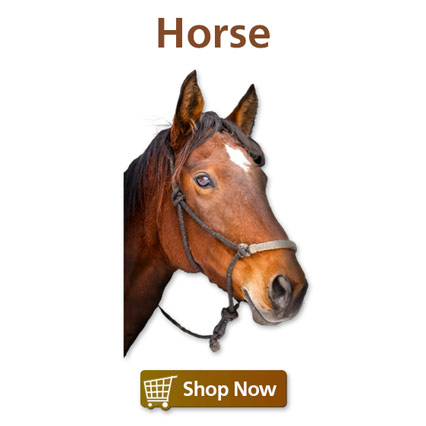 Horse Feed & Supplies