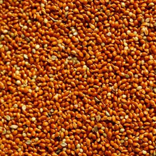 millet bird seed bulk