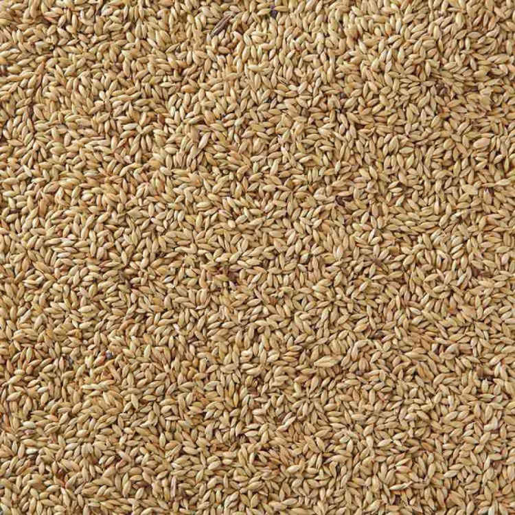 canary seed 50 lbs