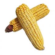 Whole Ear Corn On The Cob 3pc
